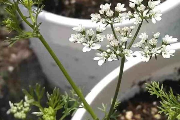 My cilantro plant is flowering