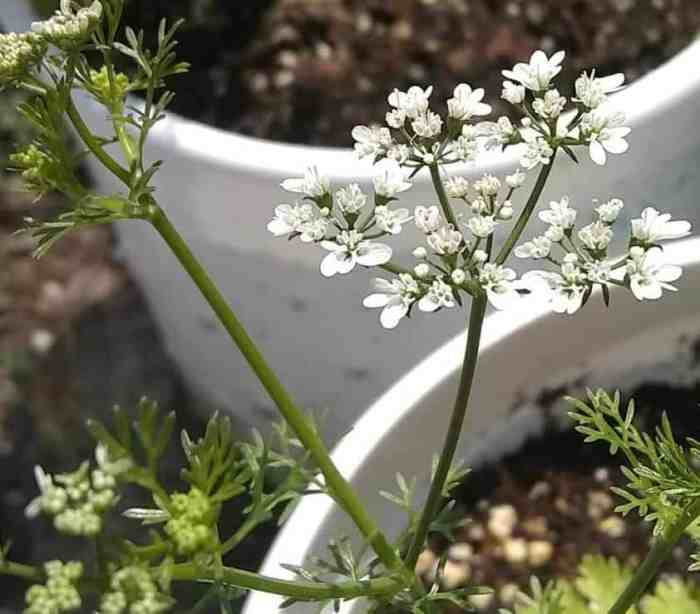 My cilantro plant is flowering