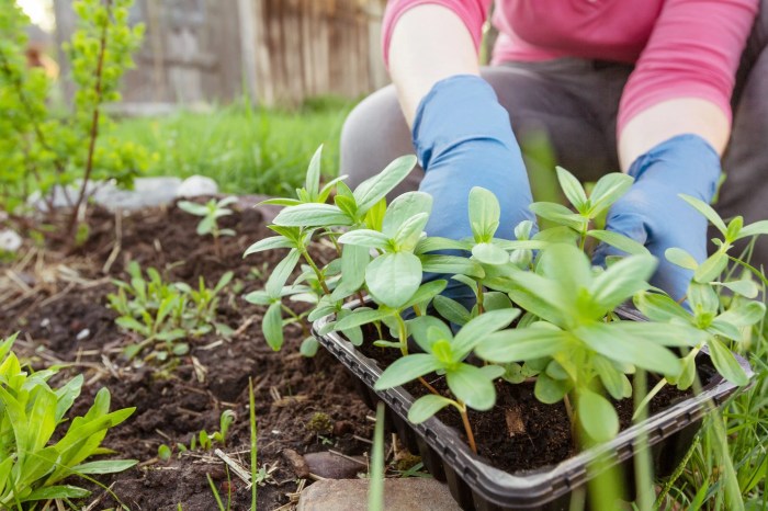 How to plant a flowers