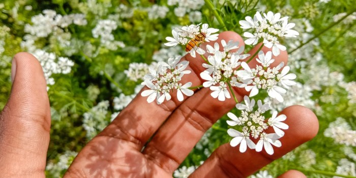 My cilantro plant is flowering