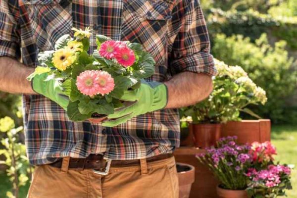 Grow easiest zinnias